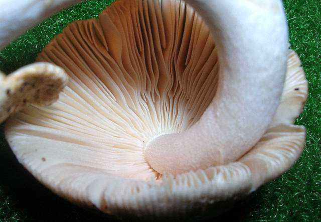 Amanita spec. Cod.: 4748-07